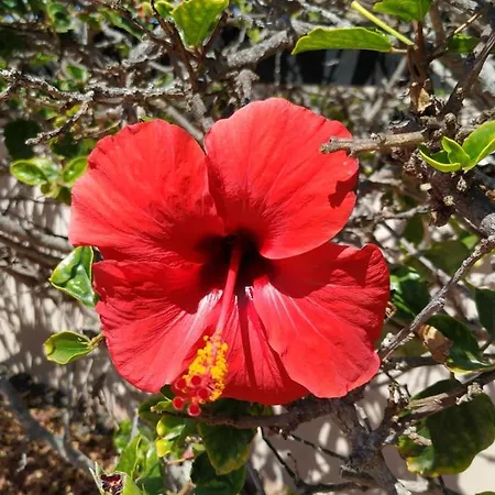Un Oasis De Bienestar וילה